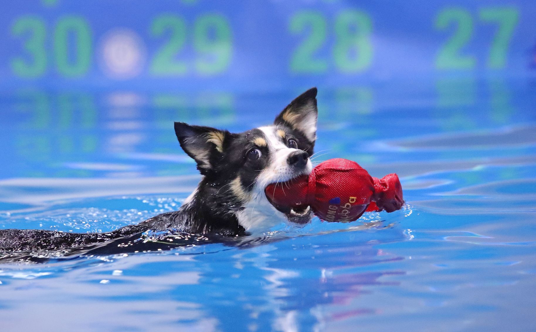 Swimmer